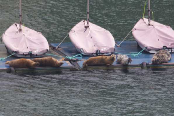 23 April 2022 - 08-26-33

----------------------
Seals on RDYC Kingswear dinghy pontoon